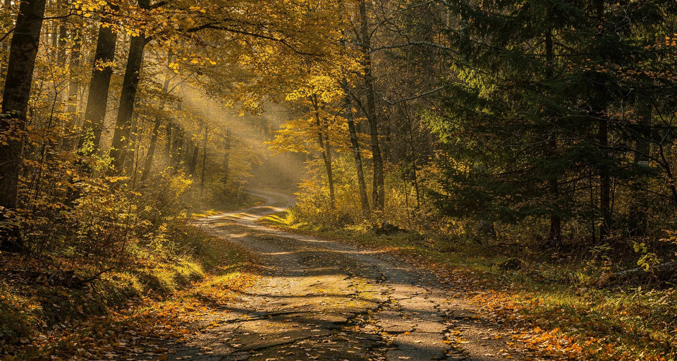 Waldweg mit Sonnenstrahlen und Herbstlaub